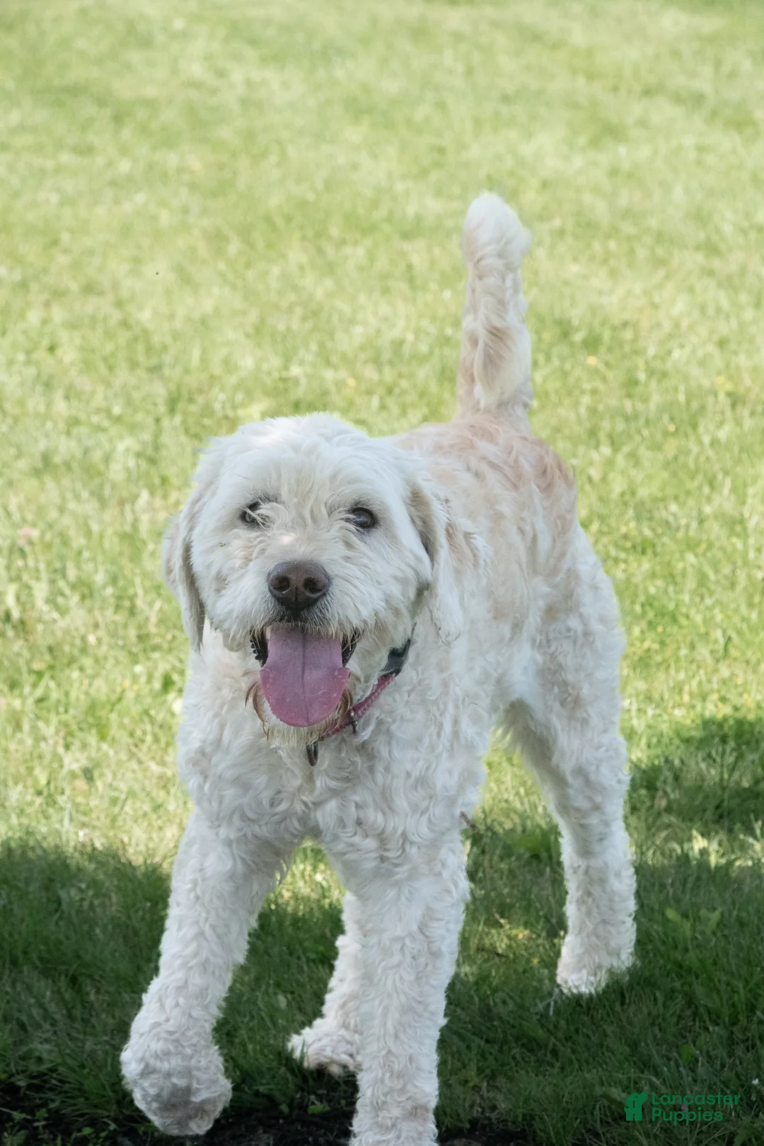 Goldendoodle dogs for sale: Willa - Ad 8