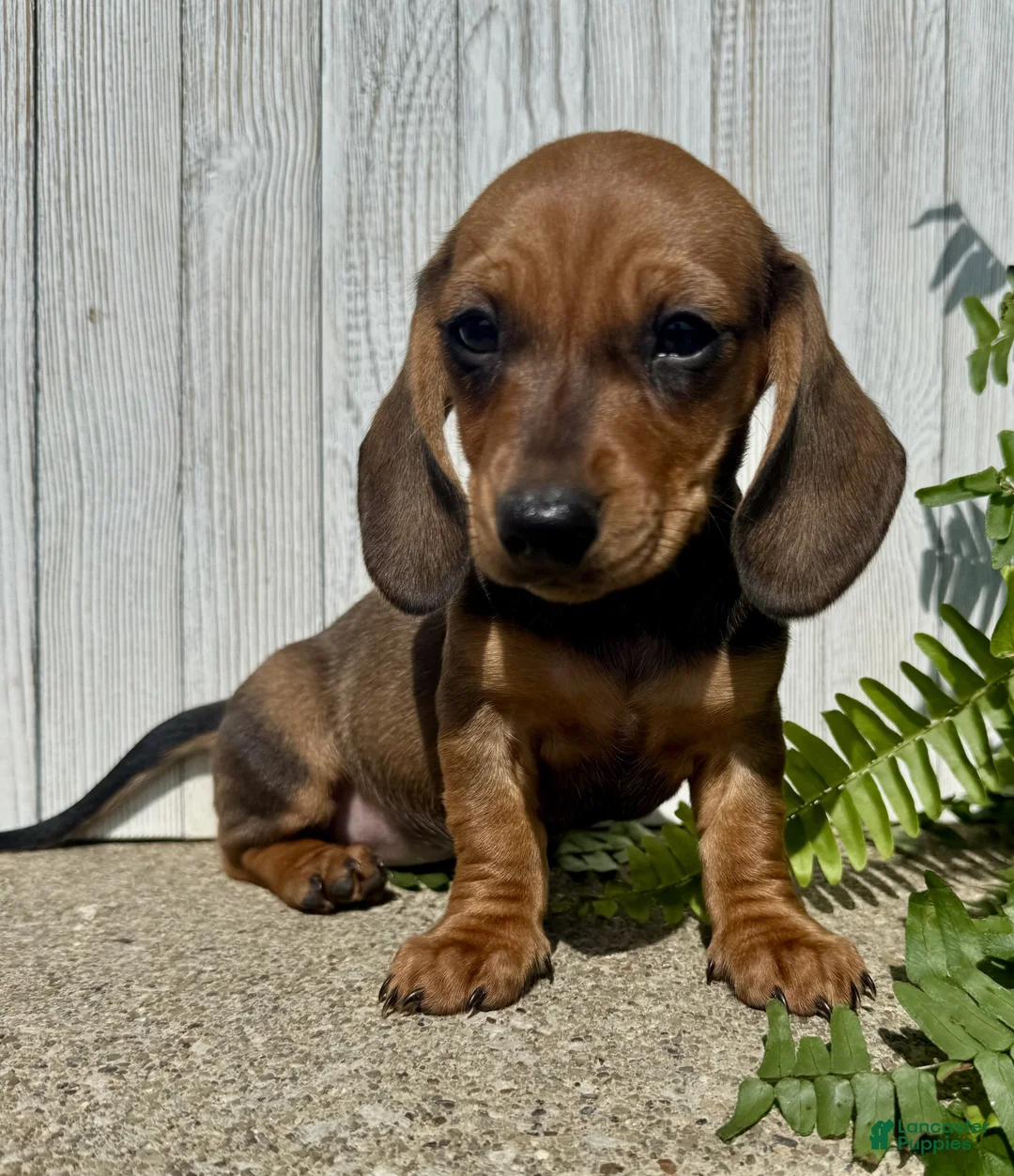 Miniature Dachshund dogs for sale: Laney - Ad 2