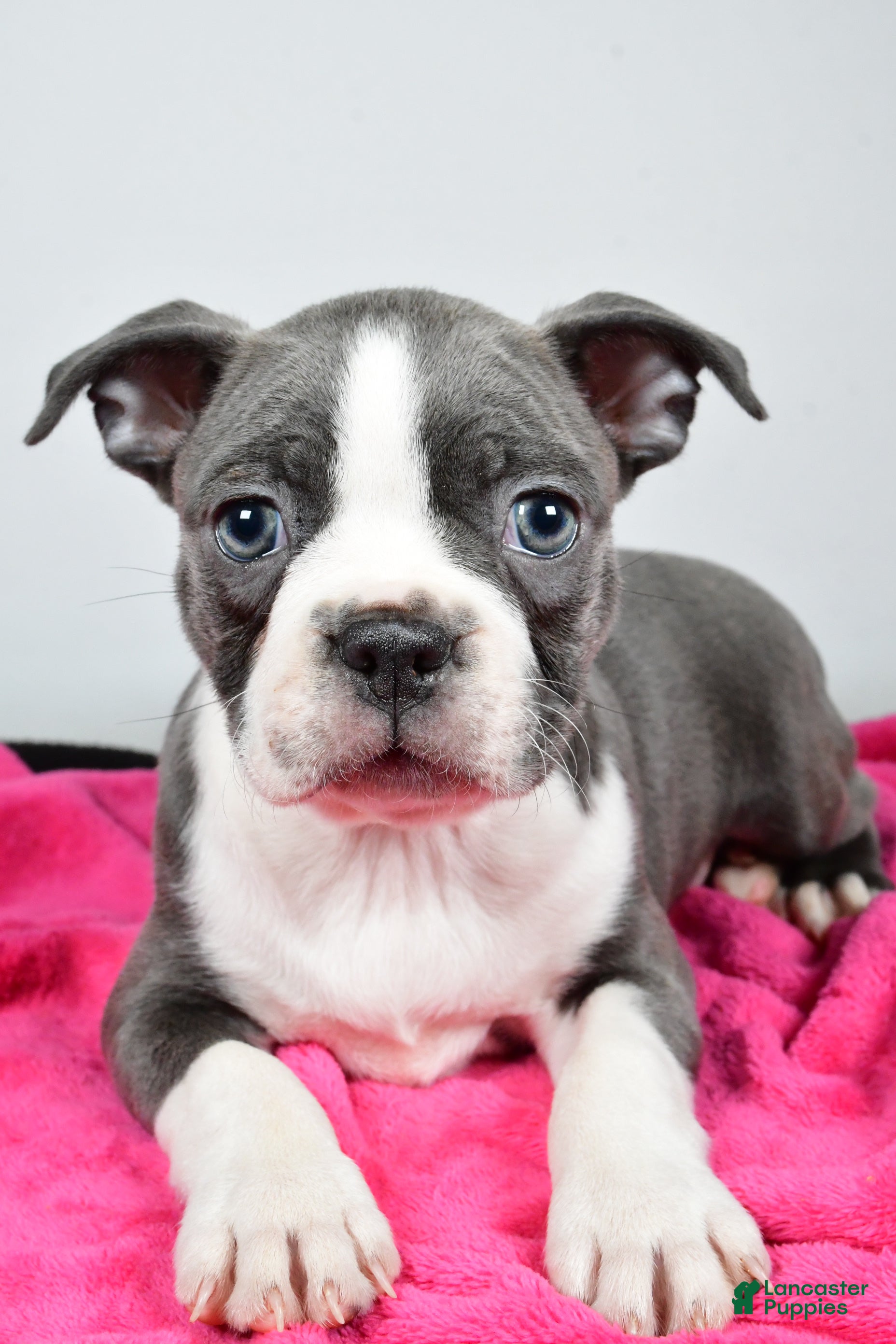 Boston Terrier Puppies for sale in Pittsburgh, Pennsylvania
