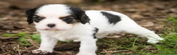 Cavalier King Charles Spaniel dogs for sale: Dottie - Ad 5