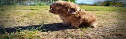 Havapoo dogs for sale: Porsha - Ad 25