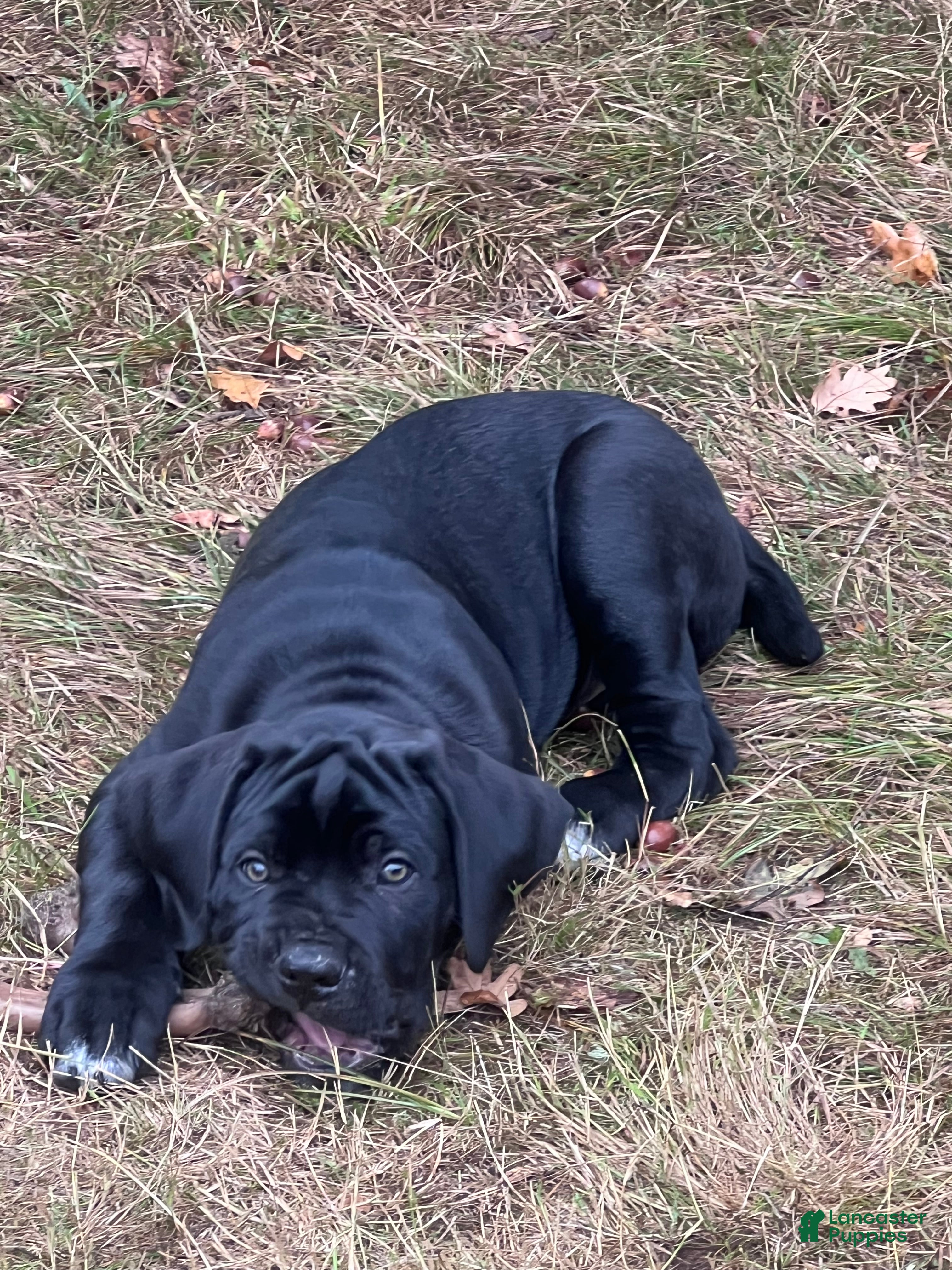 Cane Corso dogs Lennox - Ad 24