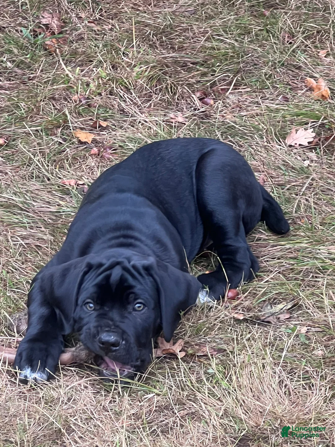 Cane Corso dogs for sale: Lennox - Ad 1