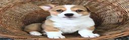 Welsh Corgi Pembroke dogs for sale: Lori  - Ad 3