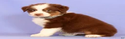 Miniature Australian Shepherd dogs for sale: Loren - Ad 3