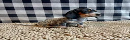 Miniature Dachshund dogs for sale: Nettie - Ad 7
