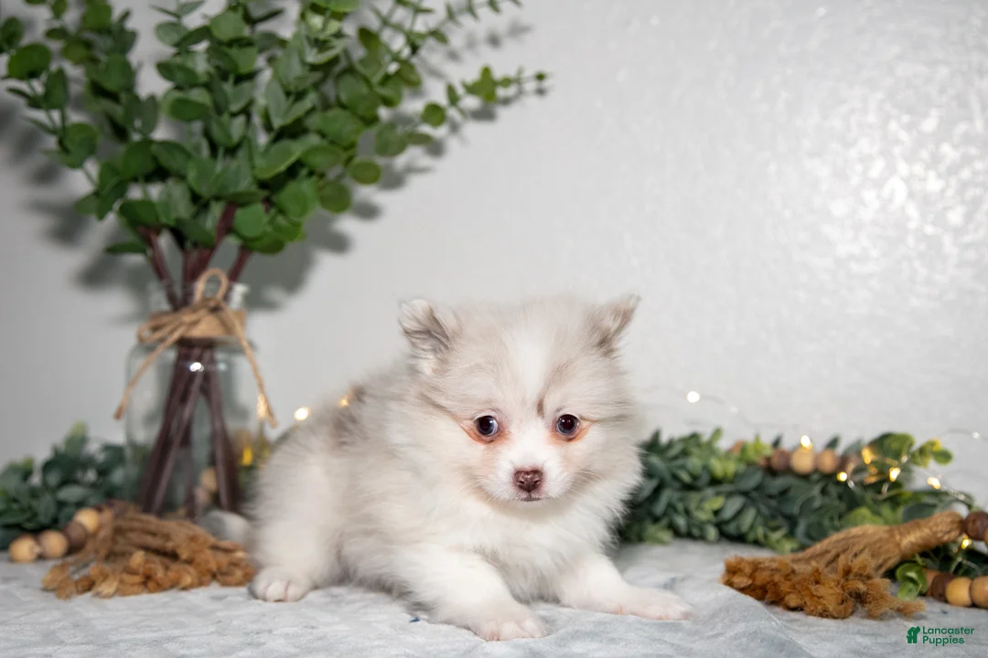 Pomeranian dogs for sale: Isabella - Ad 2