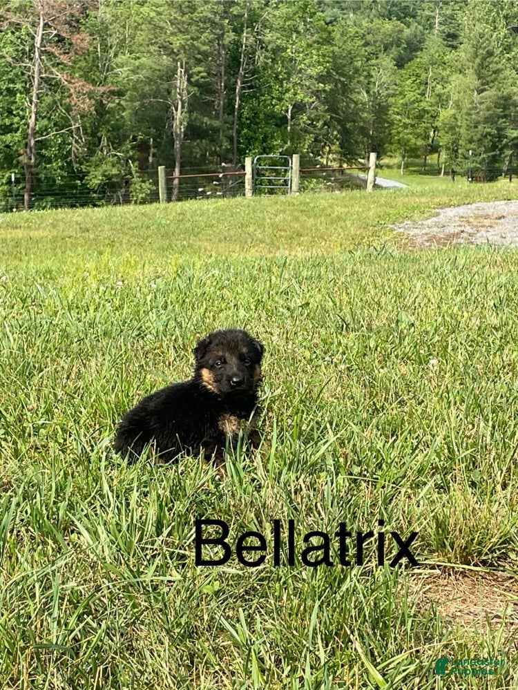 German Shepherd dogs Bellatrix - Ad 2
