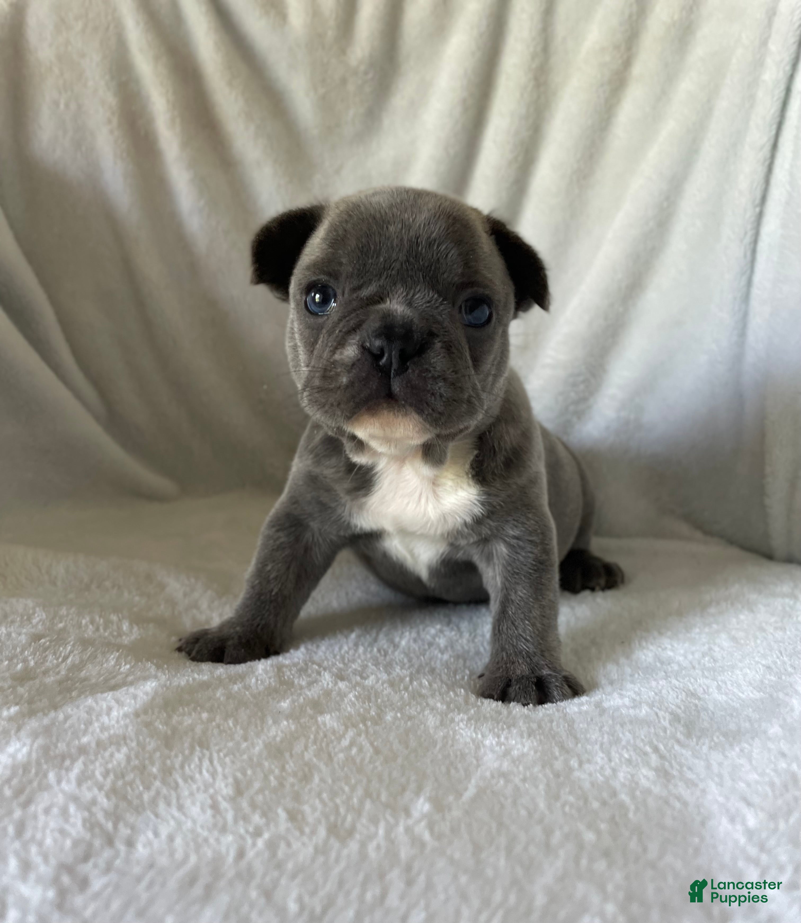 French Bulldog dogs Blue - Ad 2