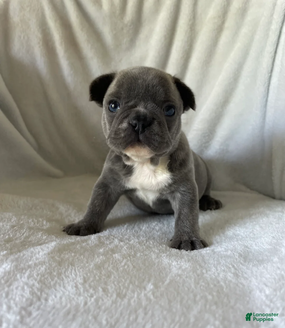 French Bulldog dogs for sale: Bella - FEMALE - Ad 2