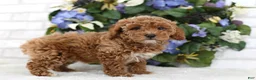 Miniature Poodle dogs for sale: Scarlett - Ad 5