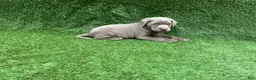 Labrador Retriever dogs for sale: Conner - Ad 6