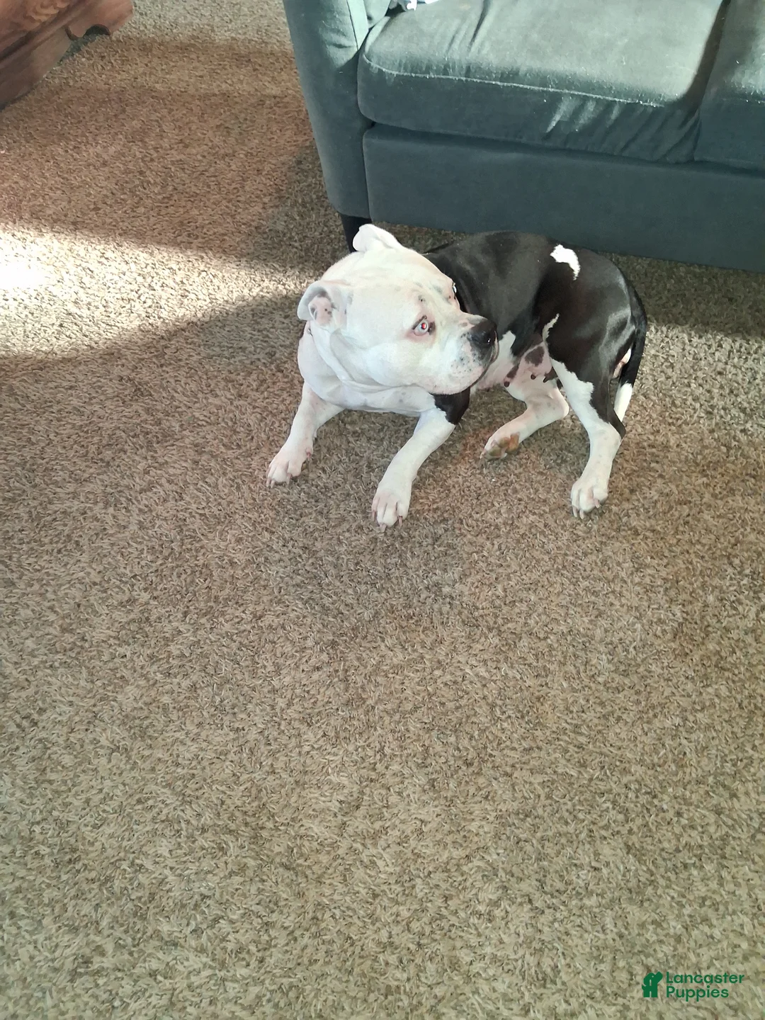 American Bully dogs for sale: American Bully Puppy 1 - Ad 4