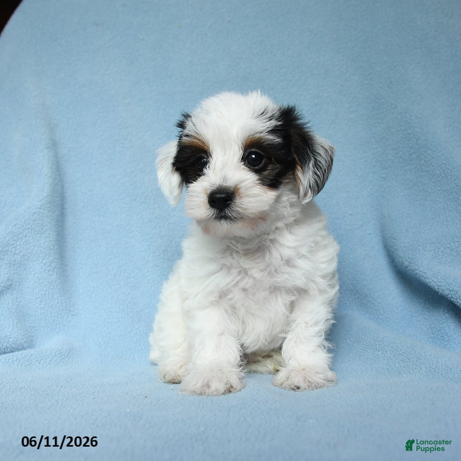 Yorkiepoo dogs Sugar daddy - Ad 1