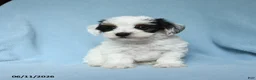 Yorkiepoo dogs for sale: Sugar daddy - Ad 1