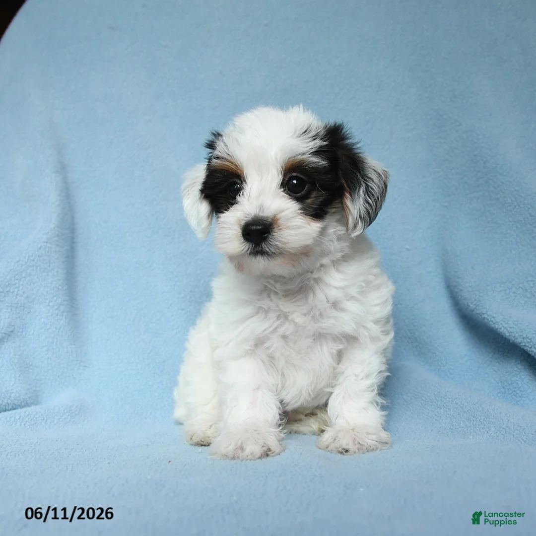 Yorkiepoo dogs for sale: Sugar daddy - Ad 1