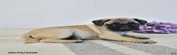 Pug dogs for sale: Laurie - Ad 3