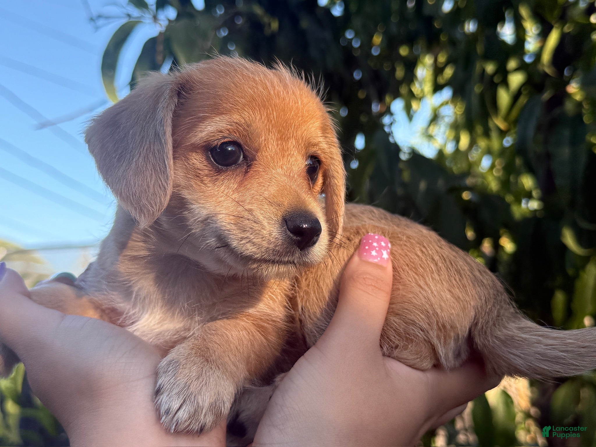 Mixed Breed dogs Miranda - Ad 37