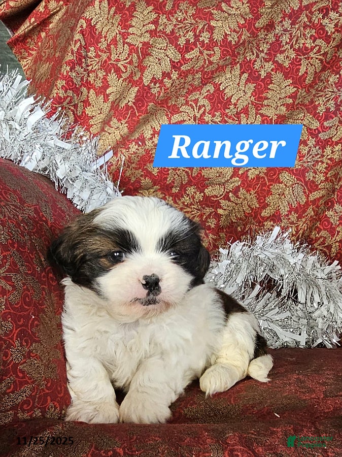 Shih Tzu dogs Ranger - Ad 5