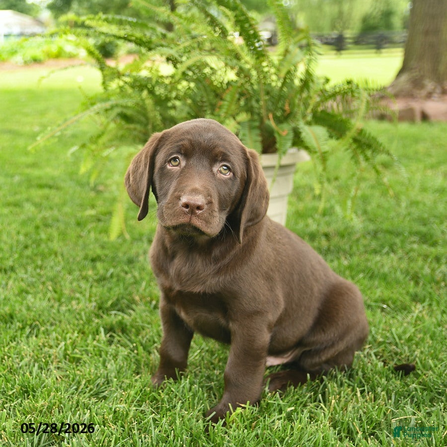 Labrador Retriever dogs Lucky  - Ad 2