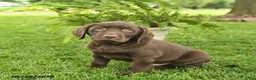 Labrador Retriever dogs for sale: Lucky  - Ad 2