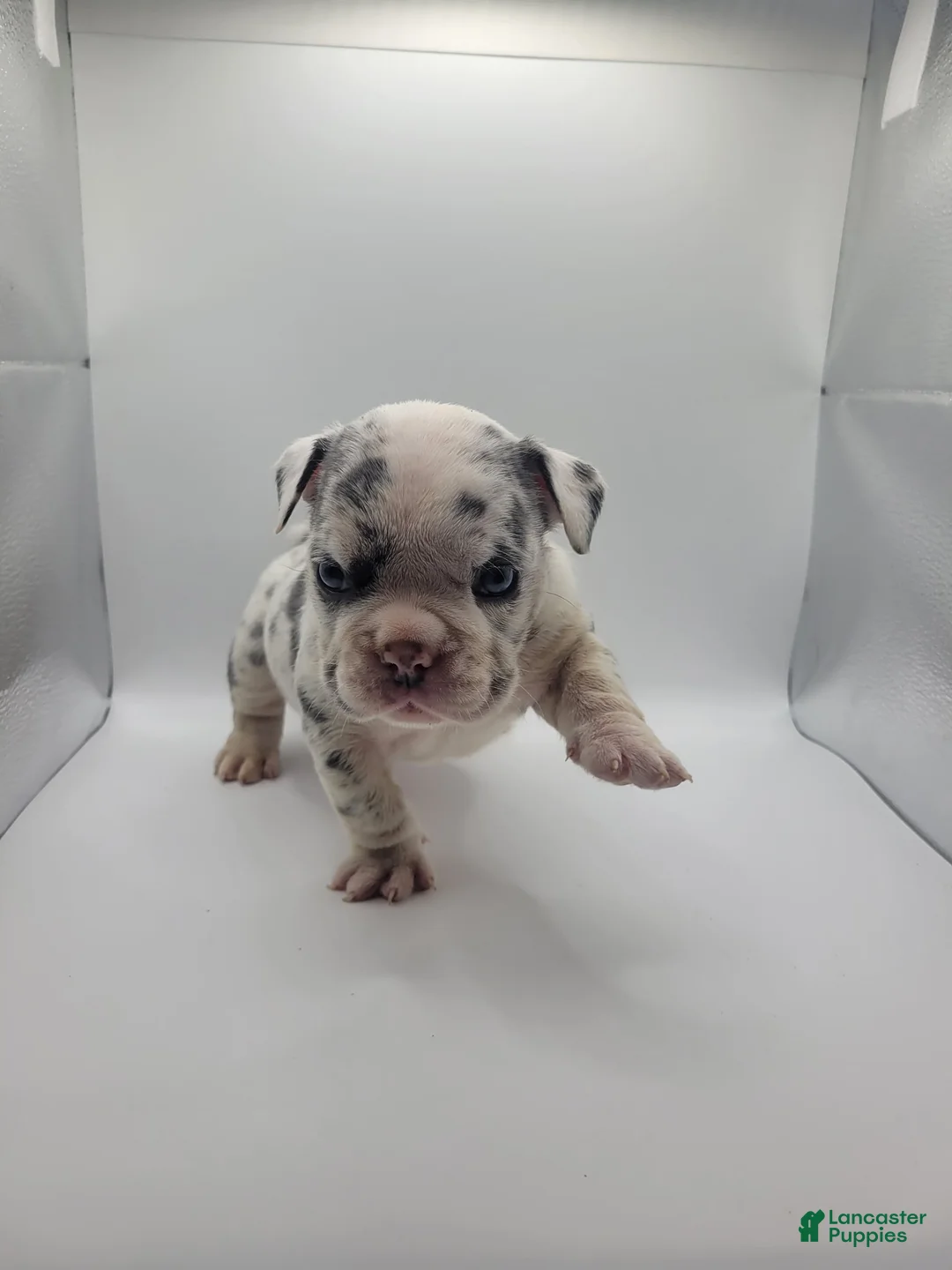 English Bulldog dogs for sale: lil tiny - Ad 2
