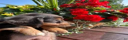 Miniature Dachshund dogs for sale: Duncan - Ad 3
