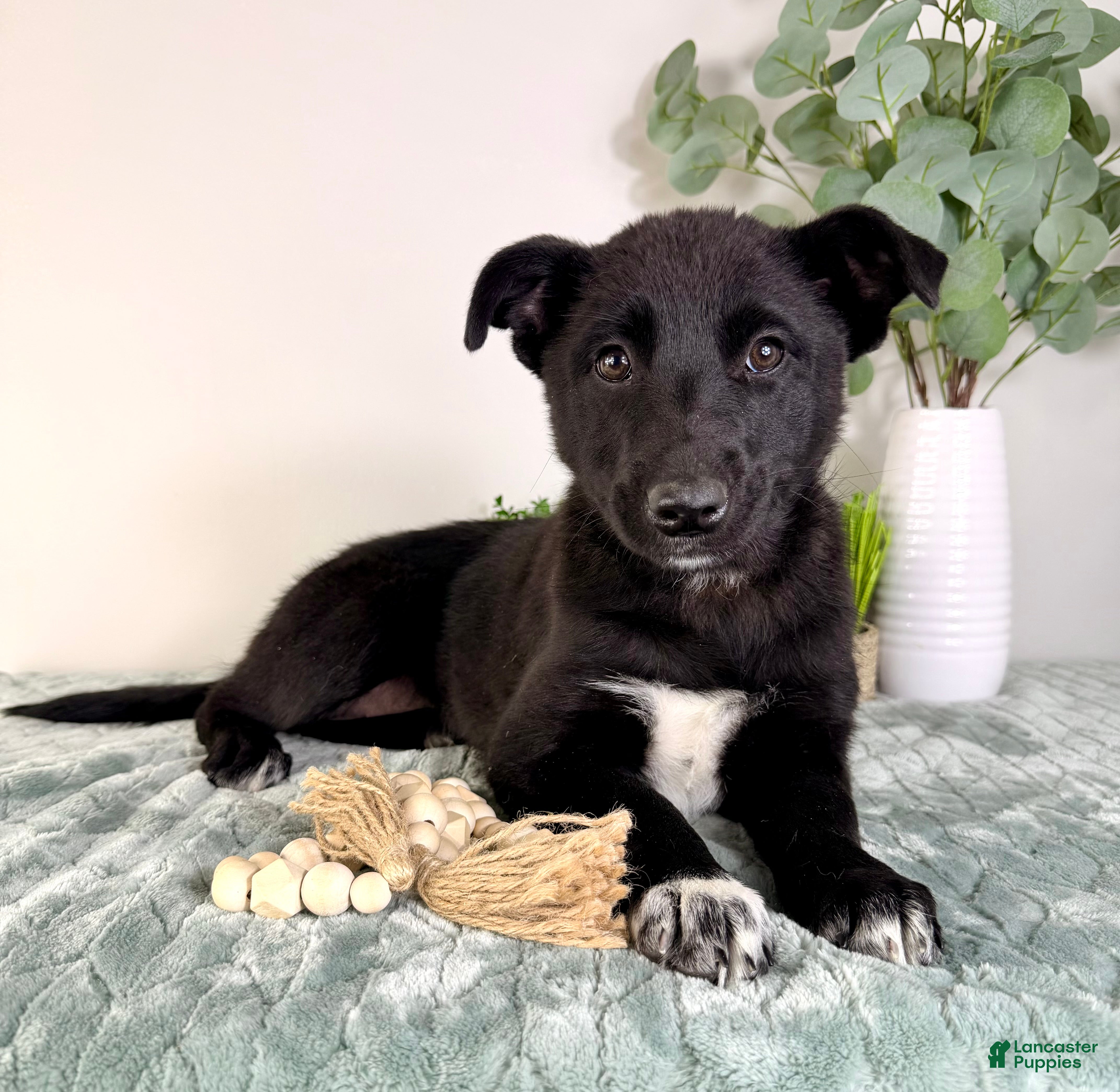 Mixed Breed dogs Lucy - Ad 6