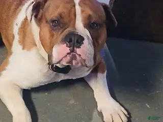 Mixed Breed dogs English bulldog - Ad 5