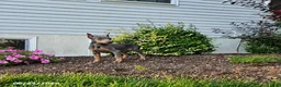 Doberman Pinscher dogs for sale: Gigi - Ad 8