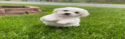 Bichpoo dogs for sale: Pippa - Ad 2