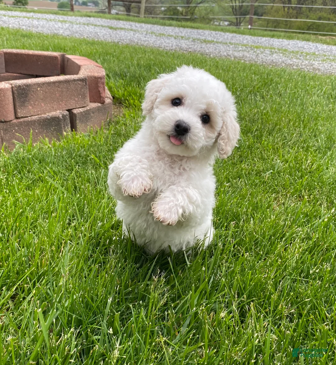 Bichpoo dogs for sale: Pippa - Ad 2