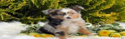 Toy Australian Shepherd dogs for sale: Tucker  - Ad 11