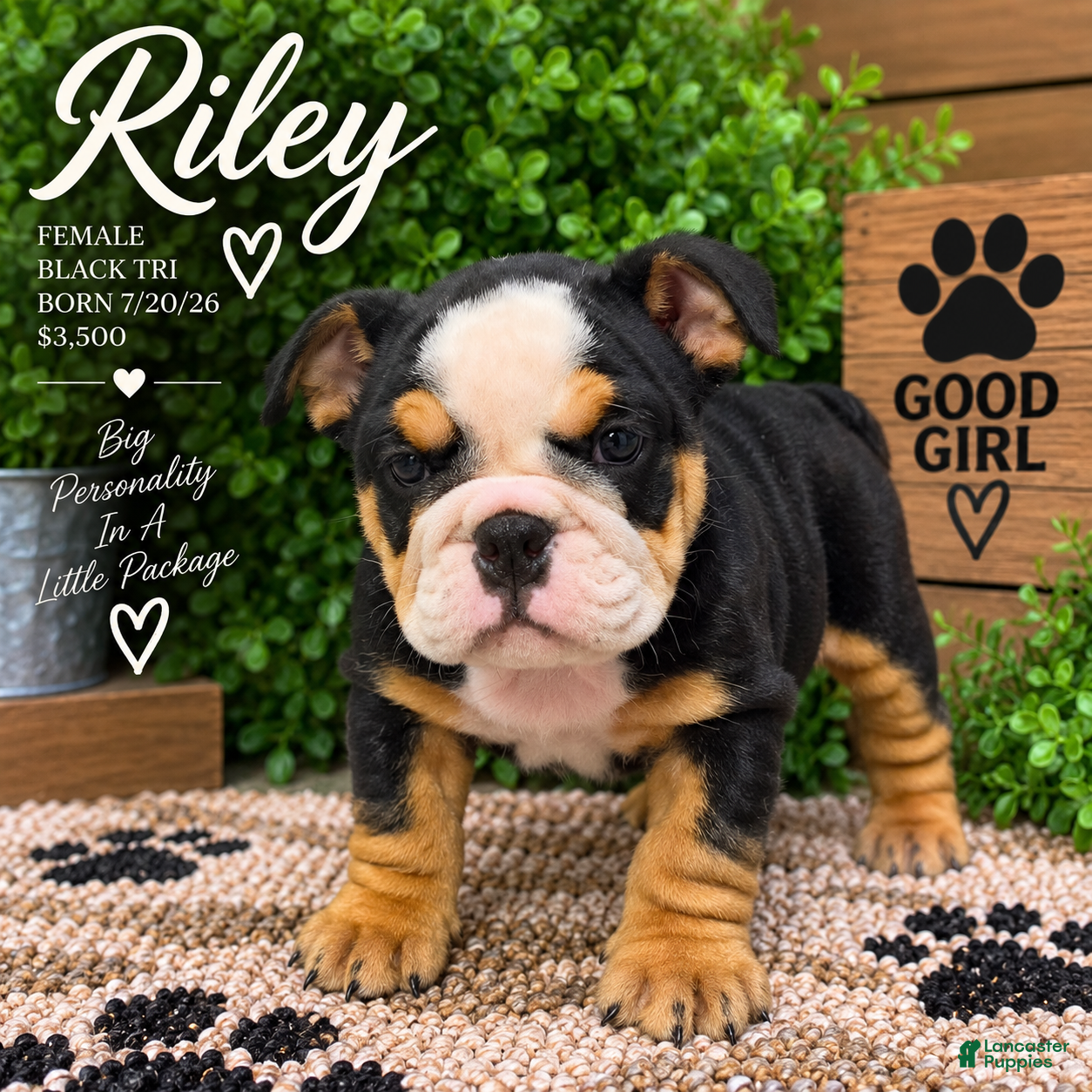 English Bulldog dogs Riley - Ad 1