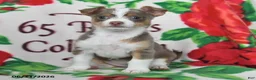 Chihuahua dogs for sale: Jade - Ad 3