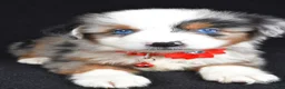 Miniature Australian Shepherd dogs for sale: Kane - Ad 3