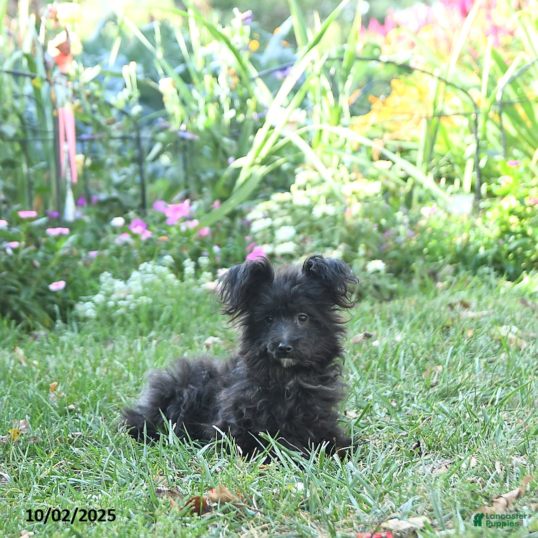 Pomapoo dogs for sale: Lil Scottie - Ad 7