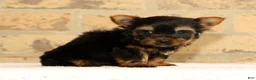 Yorkshire Terrier dogs for sale: Teddy - Ad 4