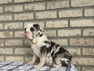 Beabull dogs - Ad 11