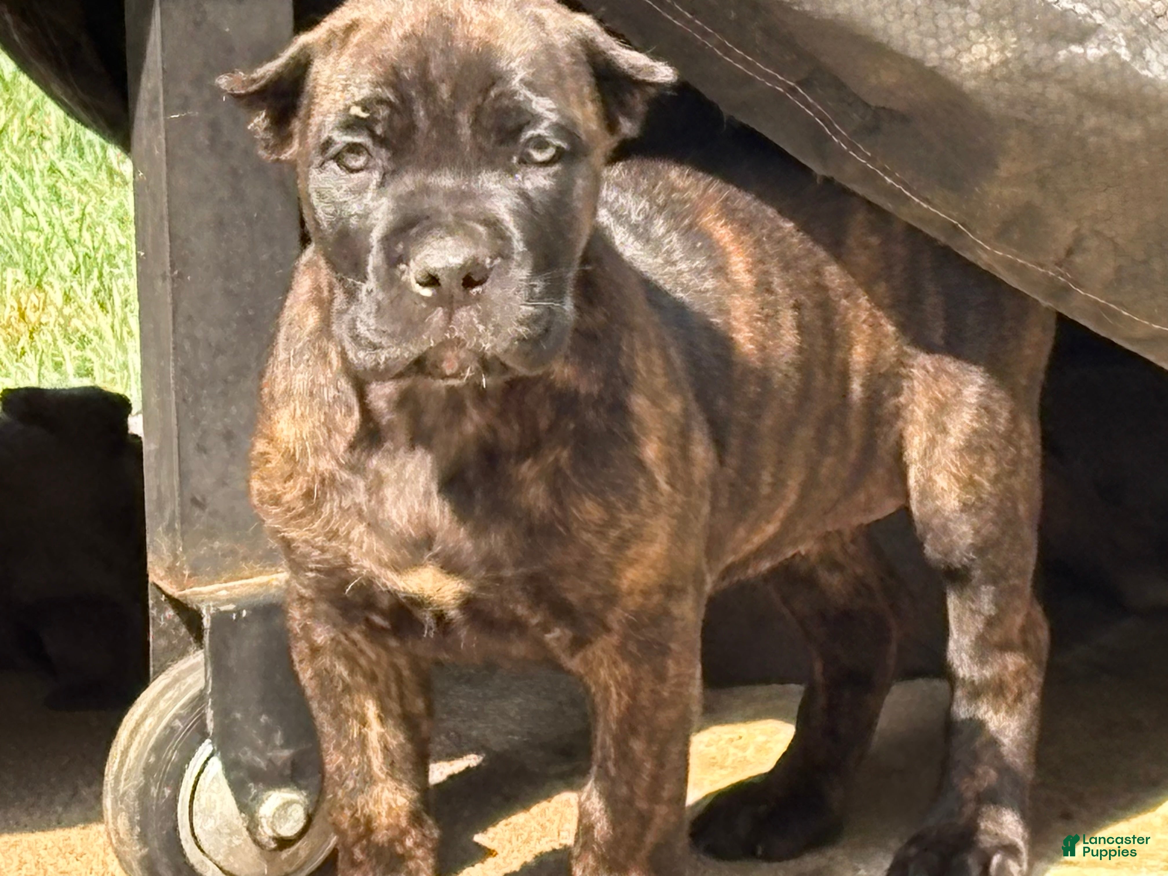 Cane Corso dogs for sale: Cane Corso 3 - Ad 3