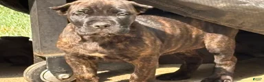 Cane Corso 3