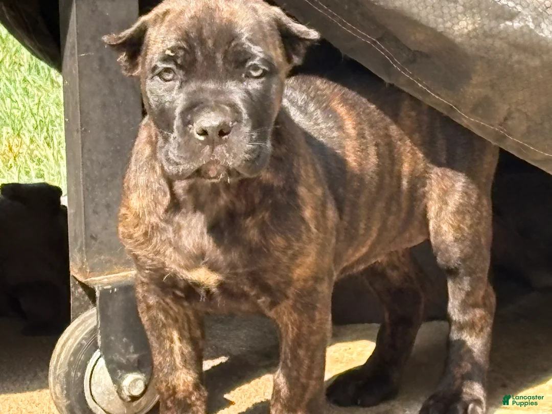 Cane Corso dogs for sale: Cane Corso 3 - Ad 1