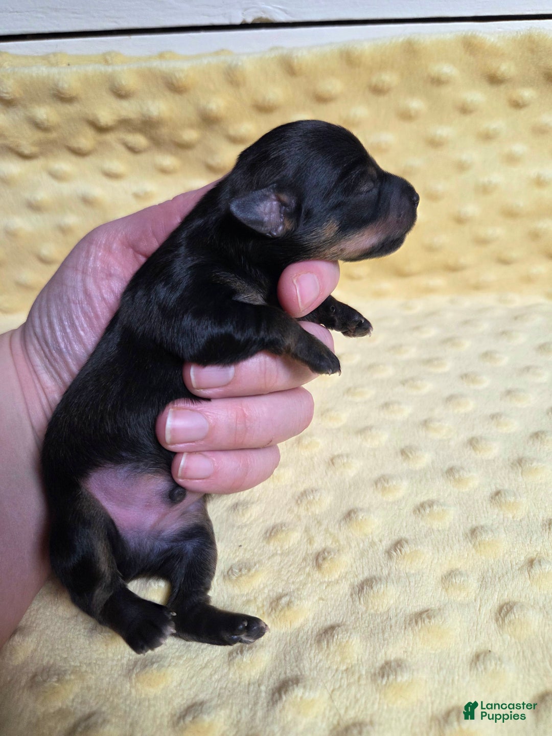 Mixed Breed dogs for sale: Yule - Ad 3