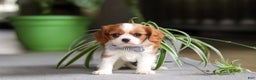 Cavalier King Charles Spaniel dogs for sale: Asher - Ad 1