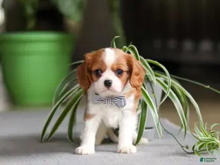 Cavalier King Charles Spaniel dogs Asher - Ad 25