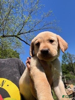 Labrador Retriever dogs Yellow Collar Male - Ad 42