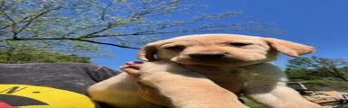 Yellow Collar Male