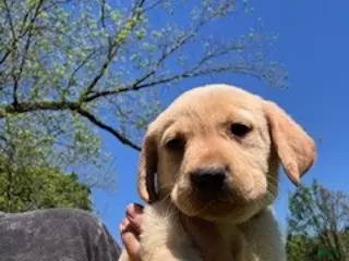 Labrador Retriever dogs Yellow Collar Male - Ad 38