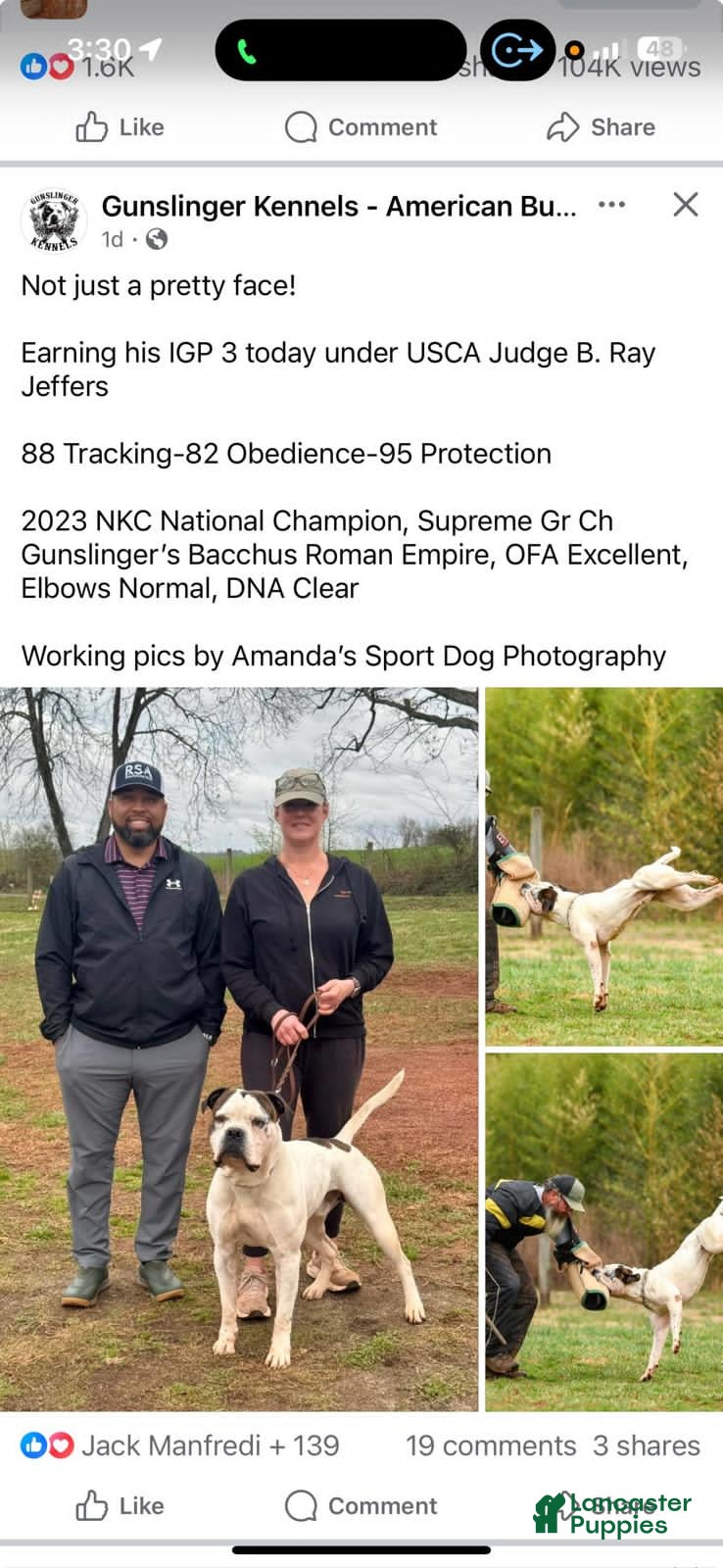 American Bulldog dogs American Bulldog 3 - Ad 13