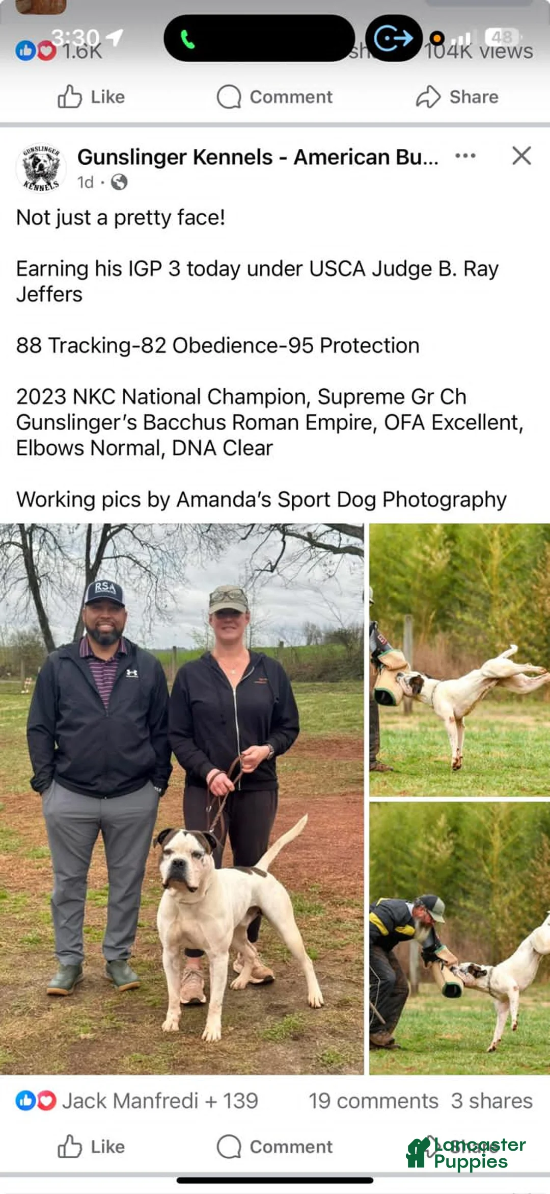 American Bulldog dogs for sale: American Bulldog 3 - Ad 1